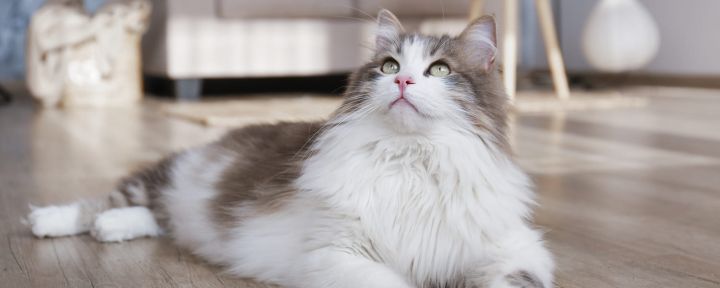 Рагамаффин