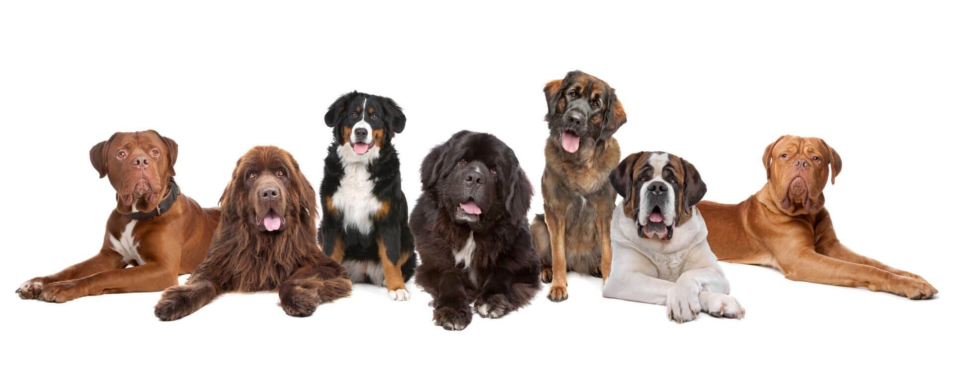 Самые умные породы собак: рейтинг топ по версии КП