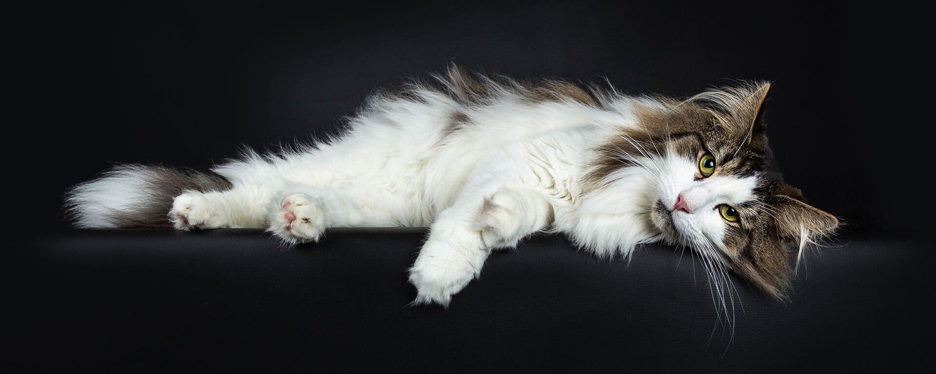 Почему кошки чихают на кровать