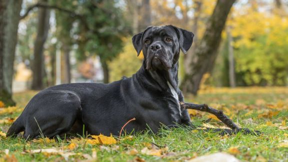 Еще 8 популярных пород собак сегодня — Круглосуточная ветеринарная клиника «Доверие», Харьков