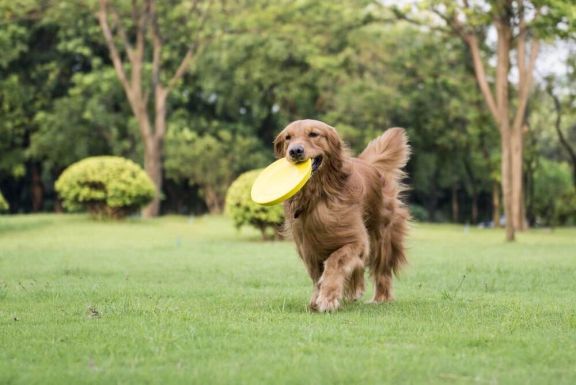 Как играть с собакой и чем занять щенка дома или на улице — ProPlan.ru