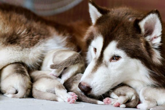 Помощь новорожденным щенкам и котятам после рождения - Ветеринарная клиника «Колибри»