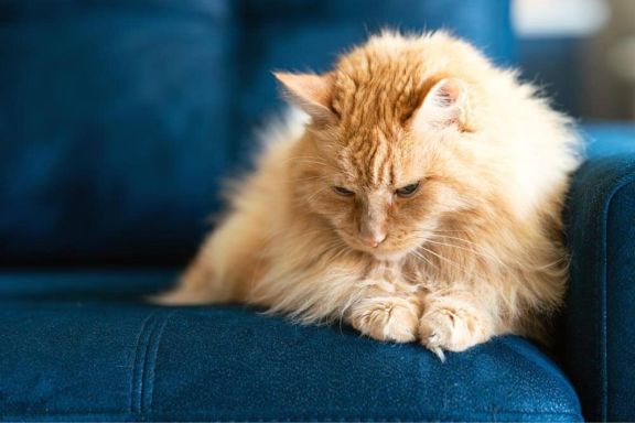 Выпадает шерсть у кота — причины, лечение
