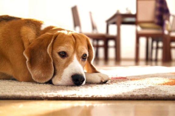 Обезвоживание у собаки: симптомы и лечение