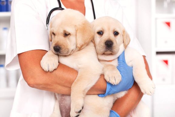 Диарея (понос) у собаки: диагностика и лечение