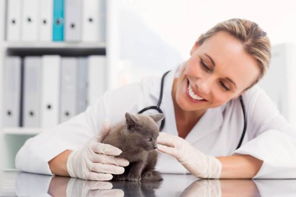 Может ли кошка заразиться от человека?