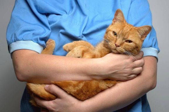 Как лечить понос у котенка?