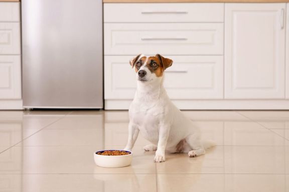 Понос у собаки: что делать если у собаки понос | Блог зоомагазина эталон62.рф