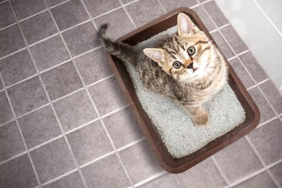 Лечение поноса у кошки в домашних условиях, лечить расстройство желудка, симптомы диареи у кошек