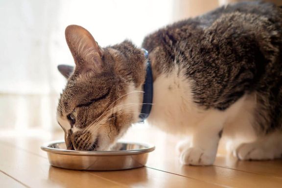 Можно ли кормить кошку сухим кормом 🐈, как делать это правильно