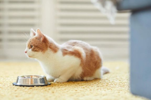 Причины рвоты у котов и кошек