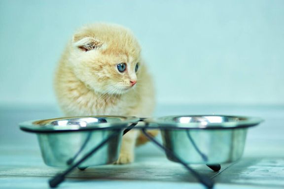 Вазелиновое масло для котов и кошек от запора