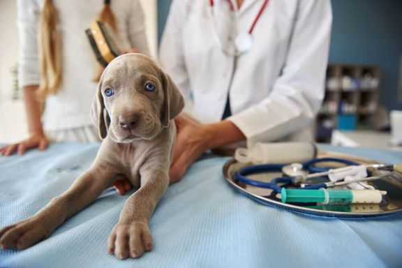 До скольки лет нужно делать прививки собакам