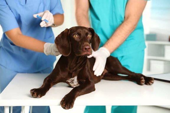 Правила самостоятельной вакцинации собаки дома