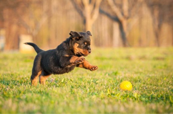 Первая прогулка со щенком_ball