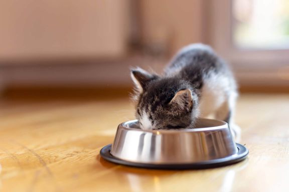 Что нужно для котенка в доме 🐈, список покупок в квартиру