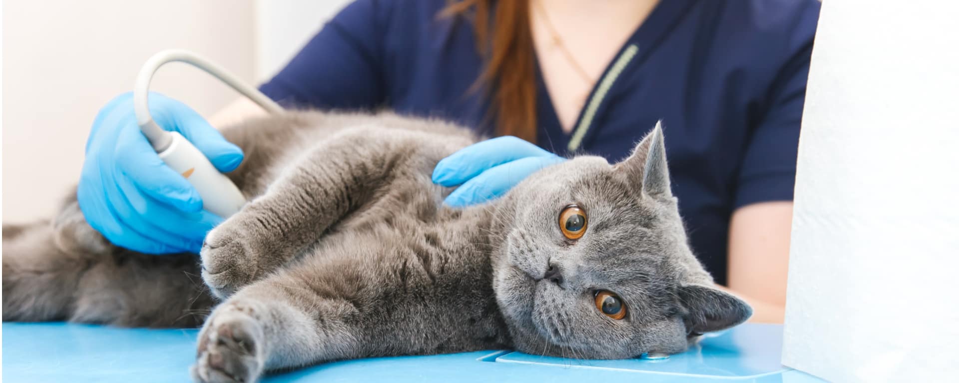 Эозинофильная гранулёма у кошек: причины, симптомы и лечение
