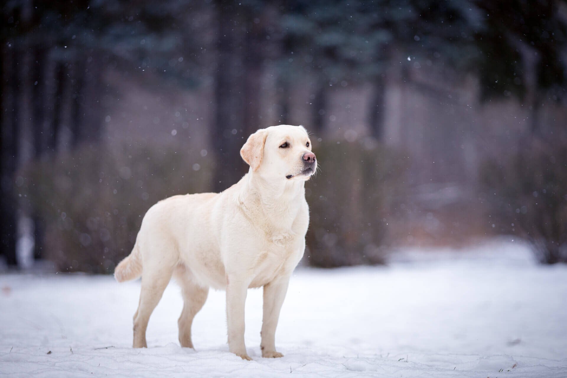 Labrador Retriver Harakteristika Harakter Standart Porody Sobak